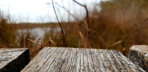 woodway in swamp