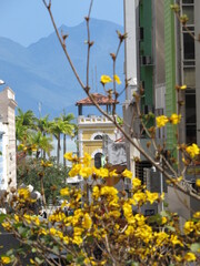 Ip&ecirc; amarelo Florian&oacute;polis