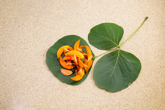 Butea Monosperma or palash flower on leaf.