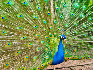 Naklejka premium Beautiful peacock bird show off his colorful feathers.