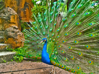 Obraz premium Beautiful peacock bird show off his colorful feathers.