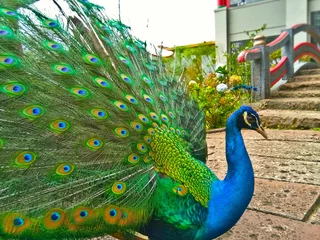 Rolgordijnen Beautiful peacock bird show off his colorful feathers. © Alvin