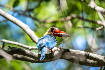 Close up of Stork-billed Kingfisher (Pelargopsis capensis) perching on wood branch carrying big fish in his mouth in nature of Thailand.