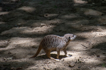 zoo plaisance du touch
