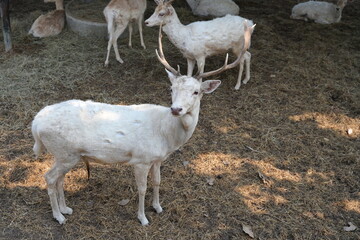 Male long-horned white fallow deer look at tourist cars inside the deer zone in an open zoo.The deer is about 1 meter tall. 
