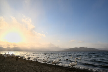 北海道_屈斜路湖_砂湯温泉に集まる白鳥たち