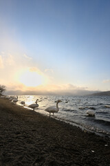 北海道_屈斜路湖_砂湯温泉に集まる白鳥たち