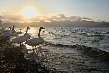 北海道_屈斜路湖_砂湯温泉に集まる白鳥たち