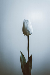 Vertical shot of a single white tulip with closed soft petals isolated on white