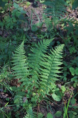 Green fern leaves in the forest with the blurred nature background in the summer in Lithuania