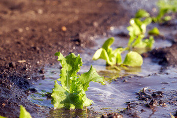 Lettuce seedlings growing in soil in a garden in spring