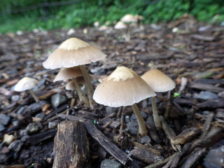 雨で湿った自然公園の遊歩道に生えた薄茶色のキノコ