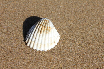 Shell