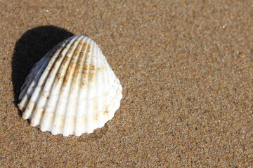 Shell