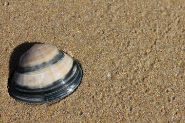 Shell