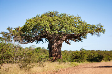 Von Wielligh's Baobab, a big and famous baobab tree Adansonia digitata in Kruger National Park,...