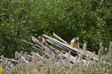 Marmot are hiding on pile of old wood