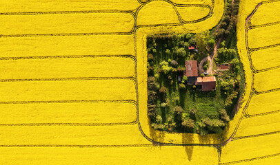Aerial view of a farm in the middle of the rapeseed field with copy space