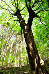 ムクロジ科 メグスリノキ
