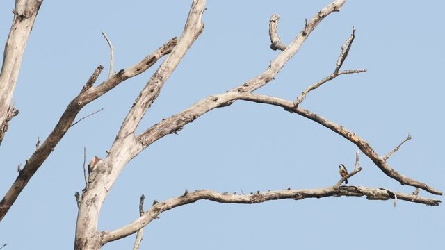 full shot of Collared falconet or Microhierax caerulescens at dhikala zone of jim corbett national park or tiger reserve uttarakhand india