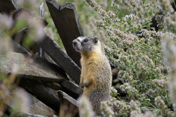Naklejka na ściany i meble Marmot are hiding on pile of old wood