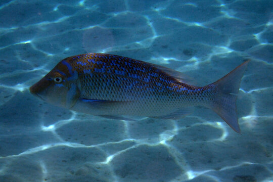 Lethrinus nebulosus fish, Egypt