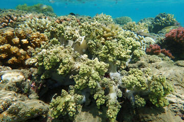 coral reef in Egypt, Makadi Bay