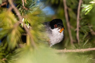 Sardinian Warbler on a branch in a grove of trees