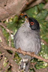 Sardinian Warbler on a branch in a grove of trees