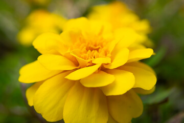 Macro yelow flower in the garden
