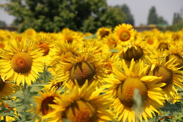 field of growing sunflowers, July, mid-summer