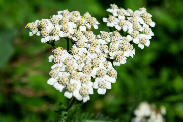 Wild white flower in the forest