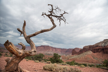 Fototapeta na wymiar View of singular tree in Capitol Reef National Park Utah.