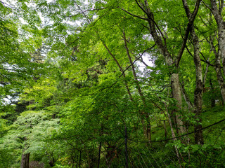 Fototapeta premium 雨上がりの登山道と木々