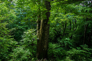 梅雨時の森と巨木