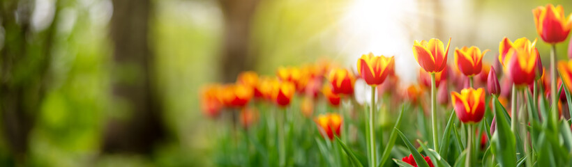 Tulips in flower beds in the park in spring