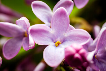 Naklejka na ściany i meble Extreme close up image of lilac blossom