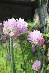Chives flower