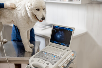 Female veterinarian examines the dog using ultrasound while patient standing at examination table at vet clinic. Pet care and treatment. Copy space.