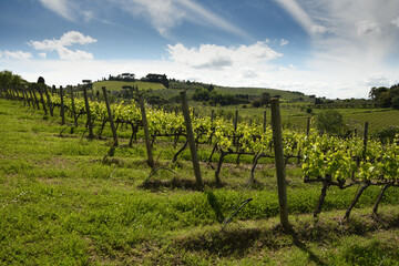 Fototapeta na wymiar Spectacular landscape with green grapevines and blue cloudy sky at Mercatale in Chianti, area of great wine production of Chianti Classico wine. Tuscany. Italy