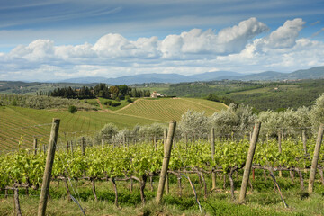 Fototapeta na wymiar Spectacular landscape with green grapevines, olive trees and blue cloudy sky at San Casciano Val di Pesa, area of great wine production of Chianti Classico wine. Tuscany. Italy