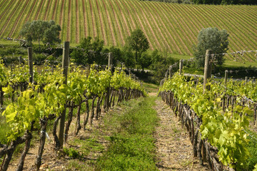 Fototapeta na wymiar young green vineyards in Chianti region near San Casciano Val di Pesa, Tuscany. Italy.