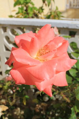 Spanish rose