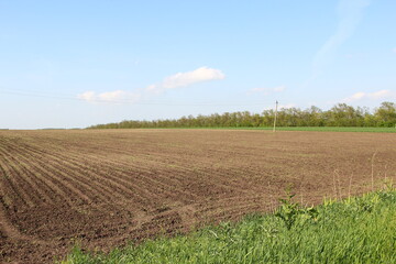 Agricultural field with rows of young corn