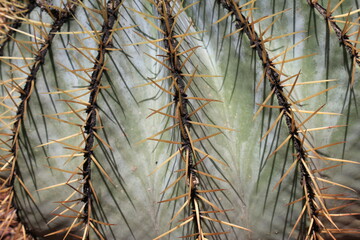 Cactus macro closeup