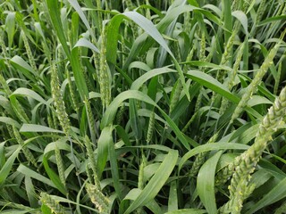 Young wheat field on a cloudy day, close up