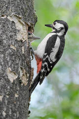 Mother and son, portrait of woodpecker female and its chick male (Dendrocopos major)