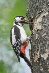 Feeding time for the Great spotted woodpecker female (Dendrocopos major)