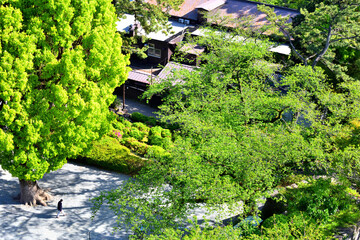 小田原城から見下ろす城址公園の樹木と人影