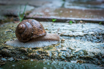 snail crawling on a wet garden pavement in the rain